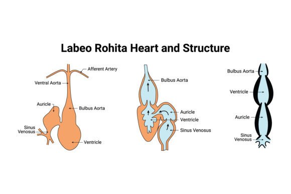 Download Labeo Rohita Heart and Structure Design - Art Collection